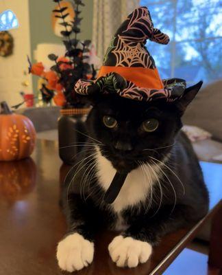 My formerly hyperthyroid cat, Gatsby.