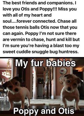 Mitten Animal Hospital