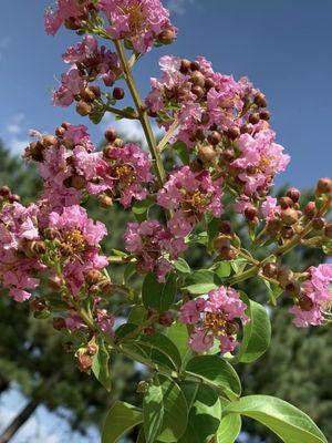 Montgomery Pines Nursery