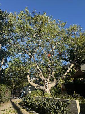 Farmers Landscape Tree Care