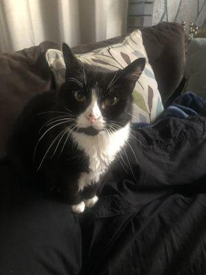 BeeBop former patient of Dr. Nicholas Halbach.