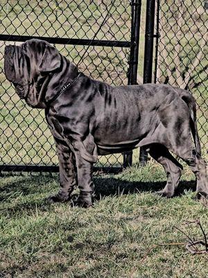 Mini Pearl's Puppy Playground