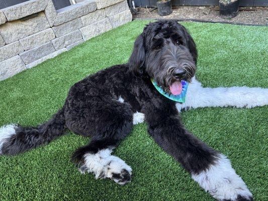 Integrity K9 Academy