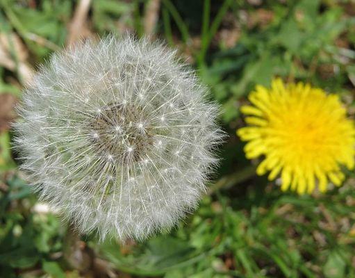 Brookfield Lawn Care & Turf Experts