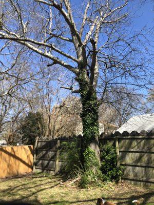 The Whole 9 Tree Service