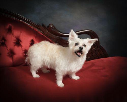 My dog Libby, the winner of the pet portrait contest.