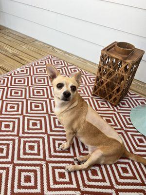 Millie Rowe, 3 weeks after paralysis from ruptured disk surgery. She can now run and play, thanks to Dr. Vetucci and his staff!