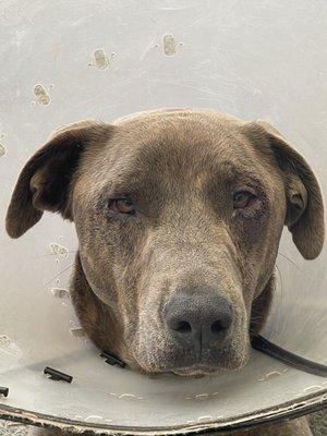 Francis Veterinary Hospital