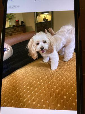 Affordable Doggie Laundry