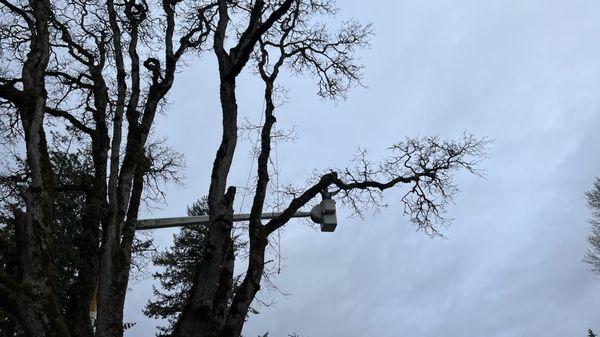 All Around Corte’s Tree Service