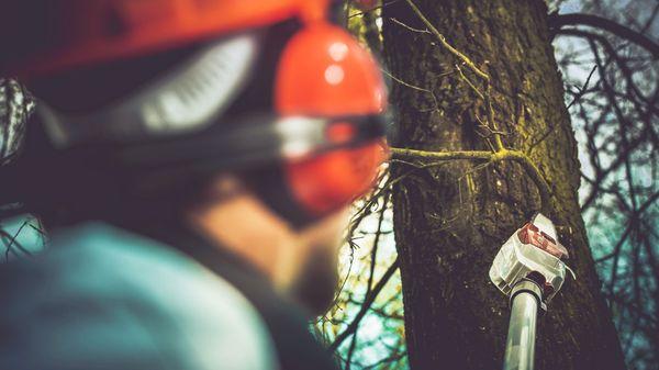 Rockford Tree Service Pros