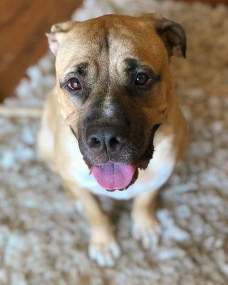 Sofia's Pet Services