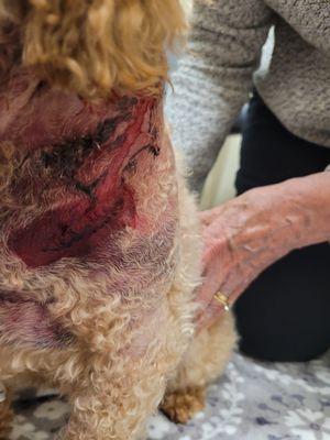 New Baltimore Animal Hospital