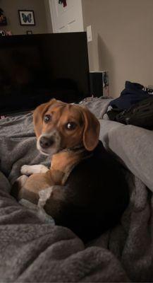 Victorias Pet Service