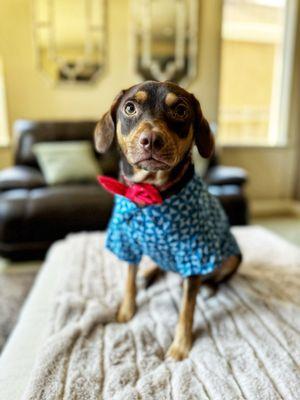 Arena Animal Hospital