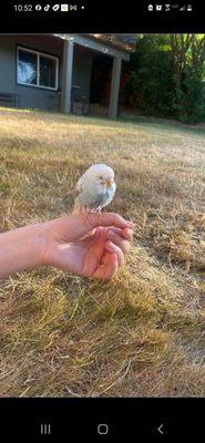 This parakeet was found in star lake, I am fostering this sweet keet. Very sweet and friendly. Found on 7/3/2025