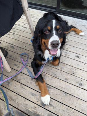 Got Sit Dog Training