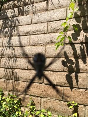 Friend or foe? Sometimes, the most scariest spiders turn out to be our best allies. These guys are great for insect control.