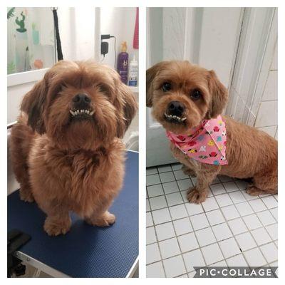 Yuppy Puppies By J & B