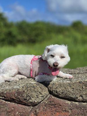 Andrea's K-9 Couture