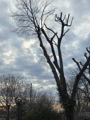 Anderson Tree And Outdoor