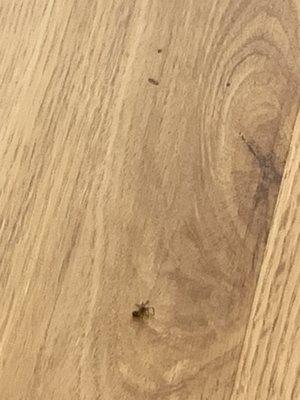 Dead spiders and bugs on treatment room floor.