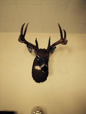 Tom's Wildlife Art & Taxidermy