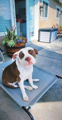 In Total Command Dog Training