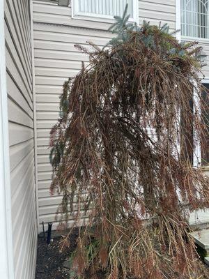 Tree killed by lawn pro tree and shrub