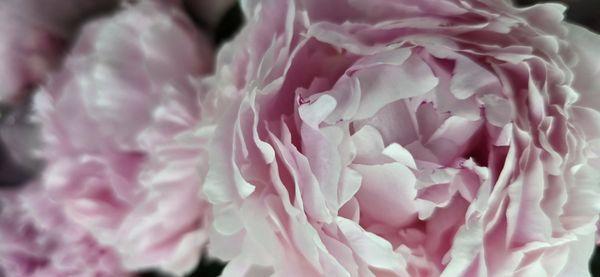 Honey Beez Flowers & Gifts