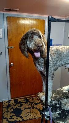 Furry Blessings Dog Grooming