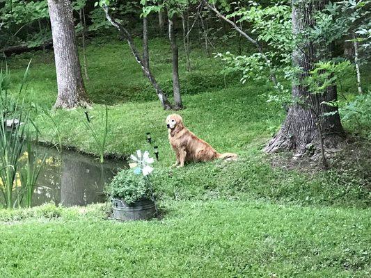 Turner & Denner Grass Cutting Services