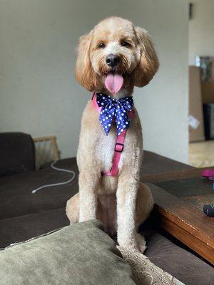 Shoreline Mobile Grooming