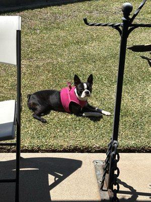 Nature's Pet Cuisine