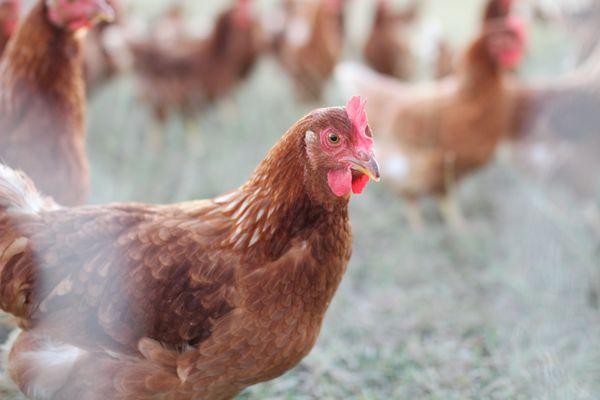 Central Texas Pasture Raised Chickens