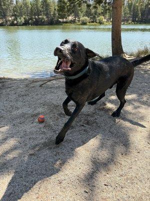 Porkchop loves swimming here!