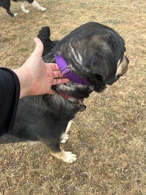 Pet Stop of the Foothills