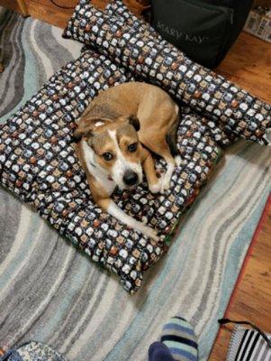 My precious Freckles who was a rescue!!