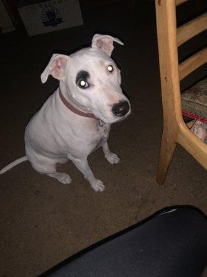 Posada Veterinary Hospital and Surgery Center