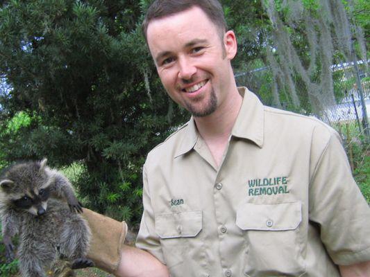 Humane Raccoon Removal - Jacksonville