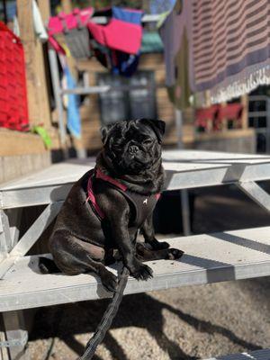Our pup soaking up the sun in the steps.