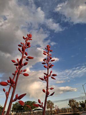 City of North Las Vegas