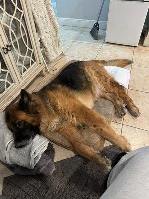 Animal Clinic of Hialeah