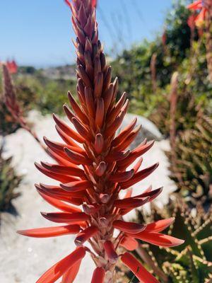 Spyglass Hill Golf Course