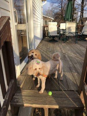 Glenda's Grooming Gallery