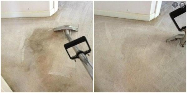 A customer called us to see if we could remove the spots on the floor caused by her dog. We got there and found it was worse than we thought