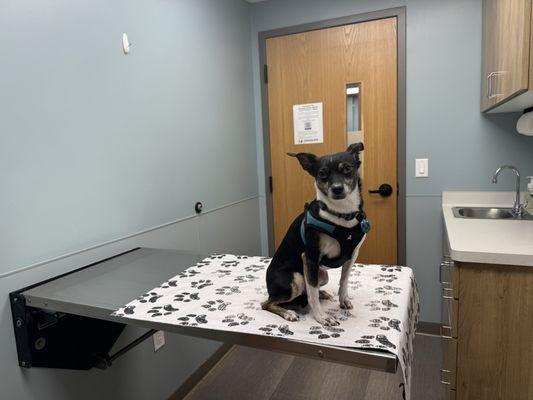 Shorewood Animal Hospital