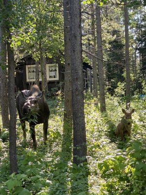 Moose and baby!