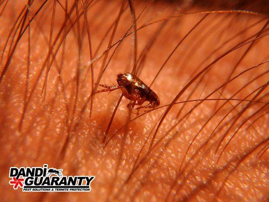 Dandi Guaranty Pest Solutions & Termite Protection
