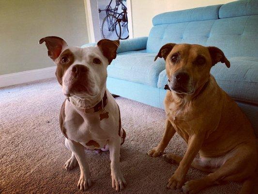 Adventures in Pet Sitting